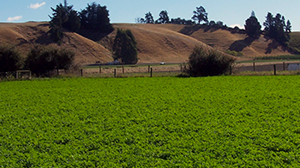 Winter Maintenance important for quality and persistence of Lucerne 