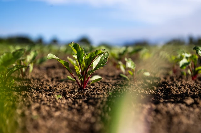 05132025 RAV Beetroot Hort 016