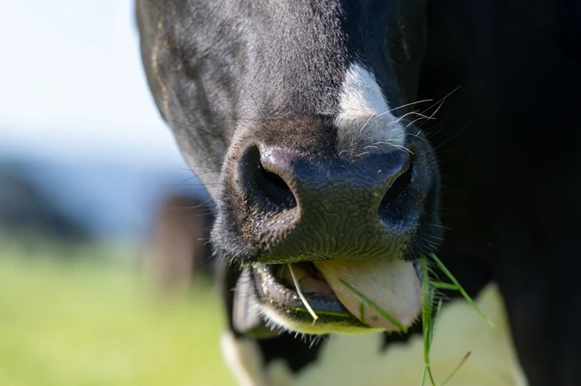 Cow
