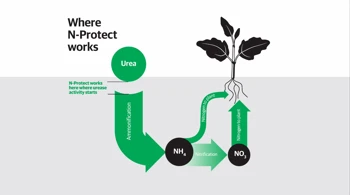 N Protect Infograph