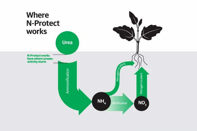 N Protect Infograph