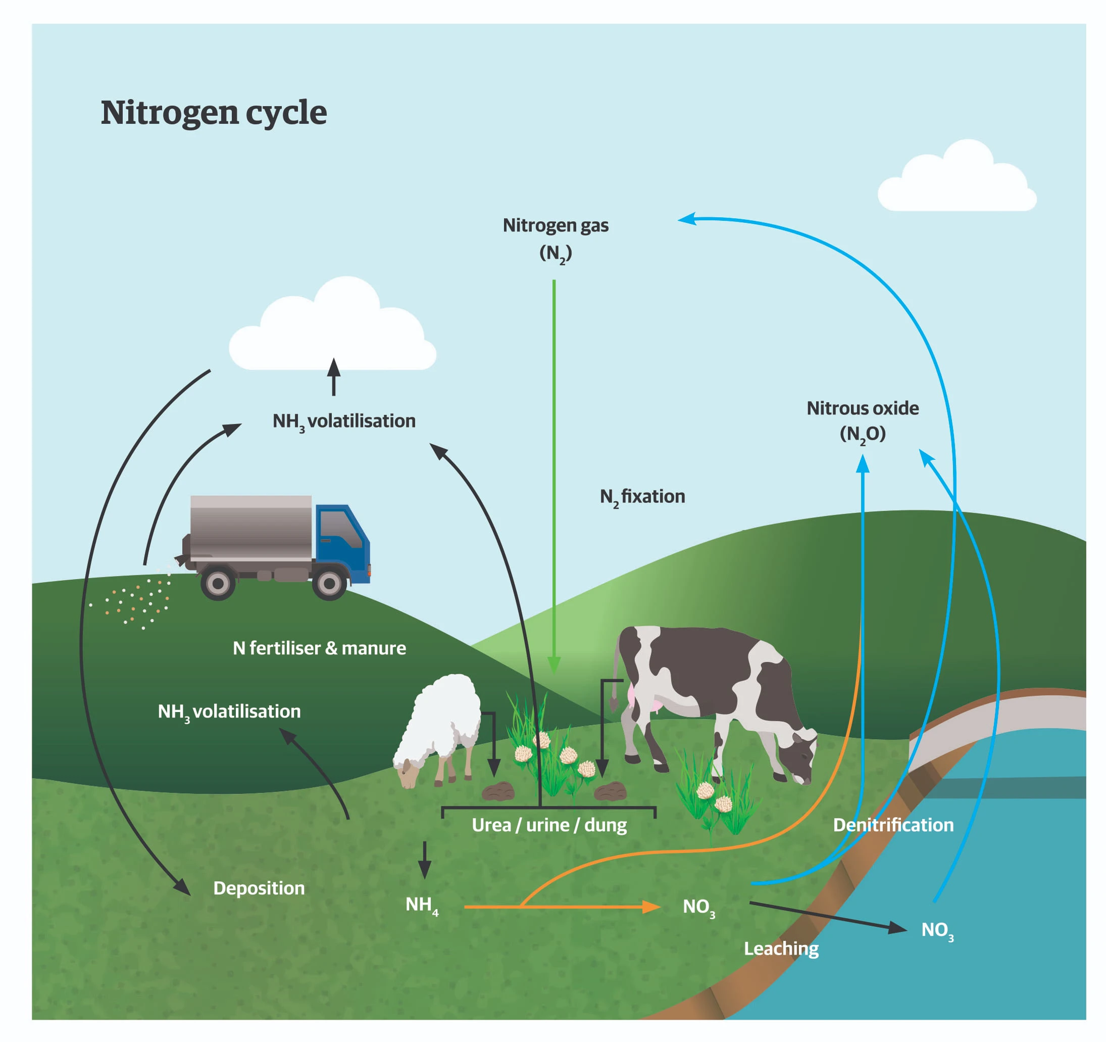 Nitrogen Cycle