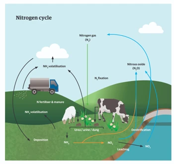 Nitrogen Cycle