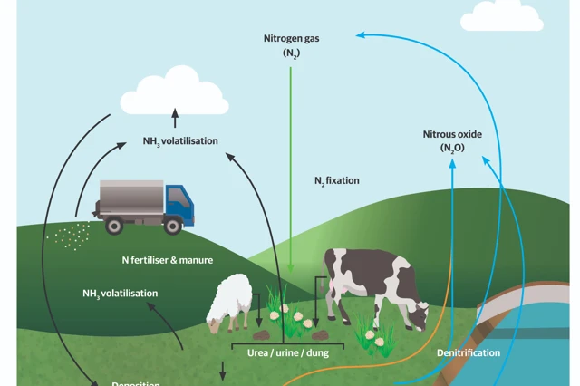 Nitrogen Cycle