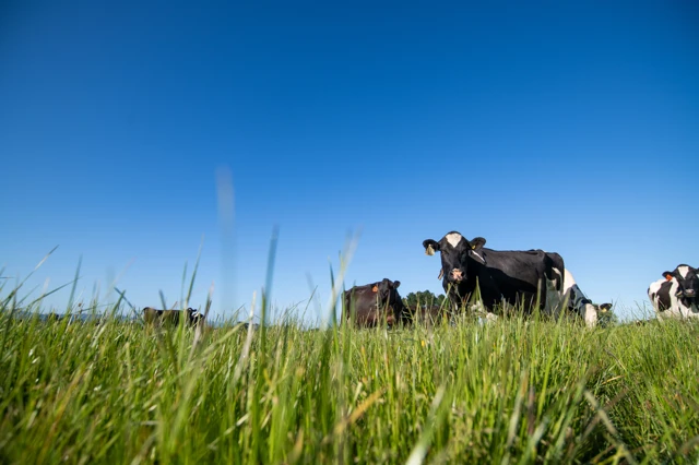 20241119 Rav Stewartdairylands Manawatu 043 1