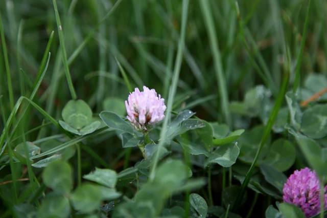 Clover And Grass April 2009 004