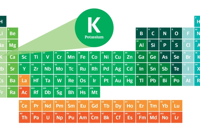 Elementary Essentials P