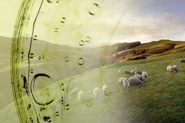 Rumintech Sheep Biotech